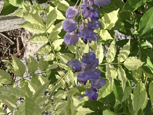 A close-up of a wisteria flower